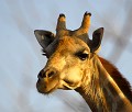  girafe,etosha,namibie,afrique. 