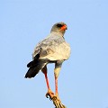 (Melierax canorus) Perché à la cime des arbres et sur les poteaux bordant les routes, il guette ses proies : lézards, serpents, francolins, touterelles, rongeurs et bousiers... oiseau,autour,chanteur,pale,etosha,namibie,afrique. 