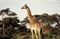 La girafe mesure en moyenne 4 mètres, mais peut atteindre 6 mètres, pour un poids d'environ 1 tonne pour les mâles et 700 kg pour les femelles. Sur son crâne, figurent deux petites cornes, plus proéminentes chez les mâles que chez les femelles. Son moyen de défense contre les prédateurs : ses sabots et l'allonge de ses longues pattes. Elle est plus vulnérable lorsqu'elle écarte les pattes et baisse le cou pour boire... girafe,kenya,afrique. 