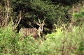 Très grande et majestueuse antilope, qui vit dans les forêts claires et en brousse, en harde avec deux ou trois femelles et des jeunes. Le Grand Koudou se nourrit de feuilles, lianes, plantes grasses, tubercules, fleurs et fruits tombés au sol... antilope,koudou,grand,male,kenya,afrique. 