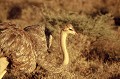 L'Autruche est un gros oiseau, inapte au vol, mais qui peut courir vite, et atteindre sur de petites distances 70 km/heure. Sur ce cliché : une femelle. Le mâle a un plumage noir. Pour protéger ses enfants, la femelle se couche sur le nid, ou s'éloigne en simulant une blessure, pour attirer l'attention du prédateur et le détourner de ses petits... oiseau,autruche,masai,kenya,afrique. 