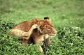 lion,kenya,afrique. 