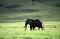  elephant,tanzanie,afrique. 