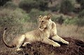  lion,tanzanie,afrique. 