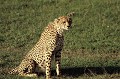  guepard,kenya,afrique. 
