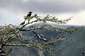  oiseaux,acacias,kenya,afrique. 