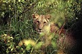 Observation dans la plaine du Masaï Mara au Kenya. Hors les périodes de chasse et d'amour, les lions passent beaucoup de temps à dormir, sous les arbres ou dans les fourrés, soit pour digérer leur dernier repas, soit pour répondre au fameux adage : "qui dort, dîne !". lionne,kenya,afrique. 