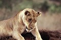  lionne,termitiere,kenya,afrique. 