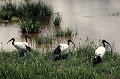 L'Ibis sacré vit au bord de l'eau, se nourrissant de vers de terre, poissons, scarabées aquatiques mais aussi criquets et sauterelles... Cliché pris à l'intérieur du cratère Ngorongoro. oiseaux,ibis,sacre,tanzanie,ngorongoro,afrique. 