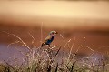 Ce bel oiseau de toutes les couleurs, se nourrit essentiellement d'insectes. oiseau,rollier,long brins,kenya,afrique. 