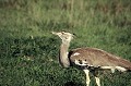 Ce très gros oiseau se rencontre principalement dans la savane herbeuse ouverte ou saupoudrée de quelques arbres, brousse et semi-désert. L'Outarde vole peu et se nourrit de sauterelles, bousiers, petits reptiles, rongeurs, graines, racines et courges sauvages... oiseau,outarde,kori,tanzanie,afrique. 