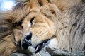 Chacun le sait, le lion passe le plus clair de son temps à dormir. En milieu fermé, il n'a pas à se soucier de sa nourriture. Il n'en demeure pas moins attentif à son environnement, ne dormant que d'un oeil !!! lion,eveil,sommeil. 