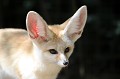 Le Fennec est aussi appelé Renard des sables. Il peuple les déserts du nord de l'Afrique. Il vit dans un terrier, creusé dans le sable jusqu'à 2 mètres de profondeur, pour ramener la température de 70 à 30° C. Ses longues oreilles lui permettent de repérer les plus petits bruits émis par ses proies préférées : les rongeurs, petits oiseaux et insectes. Sa capture est interdite. La différence de température entre le Sahara et l'Europe peut provoquer chez l'animal un trouble de la thyroïde. fennec,renard,sables. 