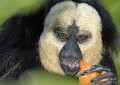 Le Saki est un petit singe étonnant, qui vit au Brésil, au Surinam et en Guyane. Seul le mâle exhibe un masque blanc. La femelle est entièrement grise. Le Saki se nourrit de fruits, graines, insectes, feuilles et fleurs. saki,singe,masque,blanc. 