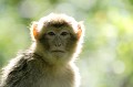 Il est communément appelé Magot. C'est le seul primate que l'on trouve à l'état sauvage en Europe. On le rencontre à Gibraltar, mais aussi au Maroc et en Algérie. Il se nourrit de fruits, racines, insectes, petits mammifères, champignons, écorces... singe,magot,macaque,barbarie. 