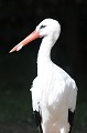  cigogne,blanche. 