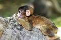 Les zoos abritent d'heureux évènements. Ici un bébé Magot, de quelques semaines, accroché au dos de sa mère... magot,macaque,barbarie,bebe. 