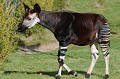 Etrange animal, de la taille d'une antilope avec une tête de girafe et les rayures d'un zèbre, il est rattaché à la famille des giraffidés. Il vit au fond de la forêt congolaise. Sauf pendant la période de reproduction, il mène plutôt une existence solitaire. Il se nourrit de feuilles et bourgeons des arbres, mais aussi d'herbe et de champignons. okapi,giraffide,congo. 