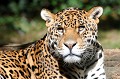 On peut rencontrer ce félin au sud-est des Etats-Unis, en Amérique centrale et du sud. Il vit solitaire dans la jungle épaisse, près de l'eau.
Il chasse ses proies sur le sol, mais capture aussi poissons et tortues dans les rivières. La population des Jaguars est estimée à 15 000 individus.
 jaguar. 