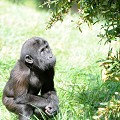 gorille,bebe. 