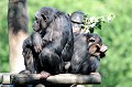 Les Chimpanzés sont répertoriés dans 21 pays africains de la zone tropicale. On sait depuis 2005, que le patrimoine génétique du chimpanzé et de l'homme est identique à 98,6 %... La proximité génétique des deux espèces indique que la séparation, à l'échelle du monde est relativement récente : selon les scientifiques, entre 8 et 13 millions d'années... chimpanzes. 