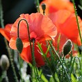  coquelicots. 
