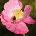  fleur,pavot. 