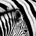Namibie - septembre 2007 - zebres,rayures,namibie. 