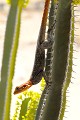 Observé en Namibie, l'Agame vit dans la savane. Actif le jour, il passe la nuit dans un terrier ou un arbuste. Il se reproduit pendant la saison des pluies. Il appartient à la famille des agamidés, de l'ordre des squamates (lézards et serpents). agame,ghana,namibie. 