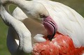  oiseau,flamant,rose,europe. 