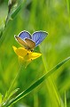 papillon,bouton,or. 