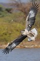  aigle,pecheur,juvenile,baringo,kenya,afrique. 