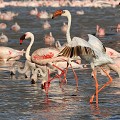 Les mâles sont plus grands que les femelles. Précisons que la reproduction a lieu toute l'année en Afrique de l'Est, surtout au début des pluies d'avril, mais aussi de juillet à octobre et en décembre. flamants,nains,bogoria,kenya,afrique. 