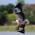  aigle,pecheur,juvenile,baringo,kenya,afrique. 