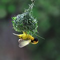 (Ploceus cucullatus) Le Tisserin gendarme est particulièrement doué pour construire son nid. A la période de reproduction (au début de la saison des pluies), il se met en quête de matériaux : herbes vertes et souples, feuilles étanches... définit un anneau à partir duquel il va accrocher les végétaux pour en faire un habitat rond et fermé, composé d'une chambre de ponte, d'une antichambre ouvrant sur l'extérieur par un corridor étroit situé au bas du nid... tisserin,gendarme,mara,kenya,afrique. 