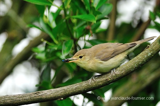 Gobe-mouche nain