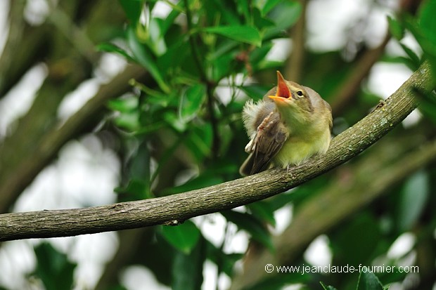 Gobe-mouche nain