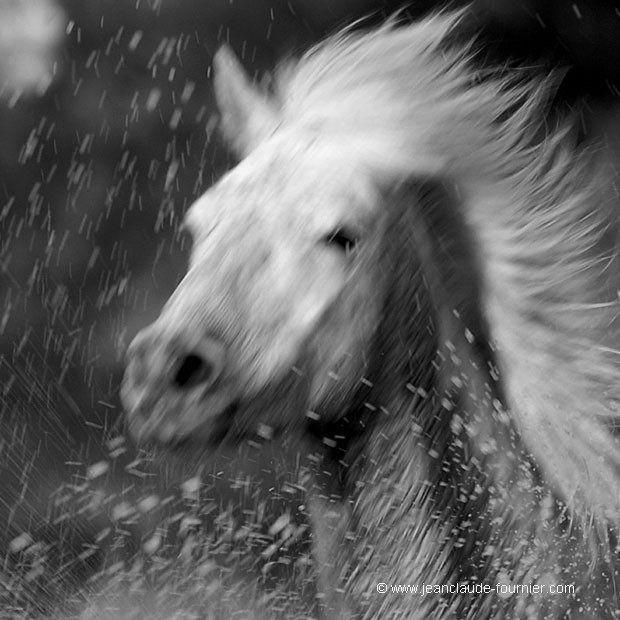 Cheval de Camargue