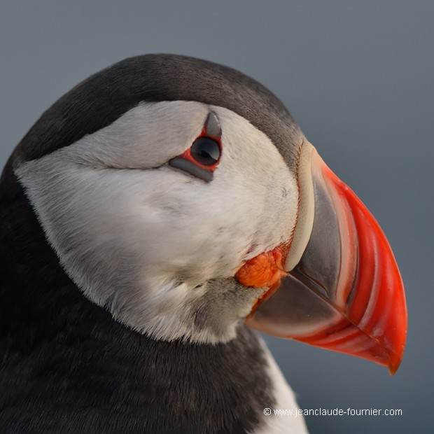 Portrait du Macareux moine