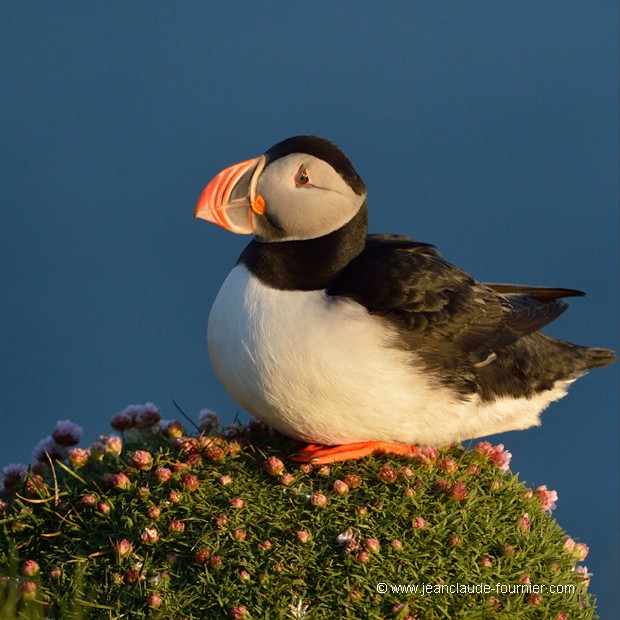 Espèce chassée en Islande
