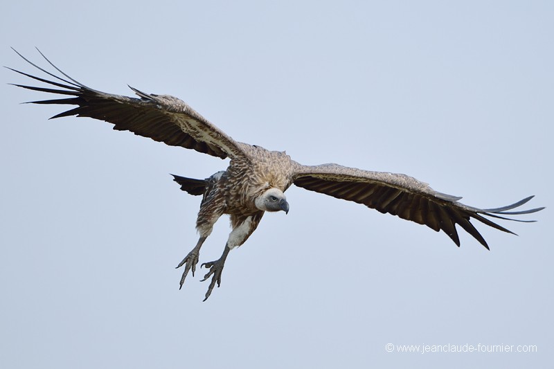 Vautour africain