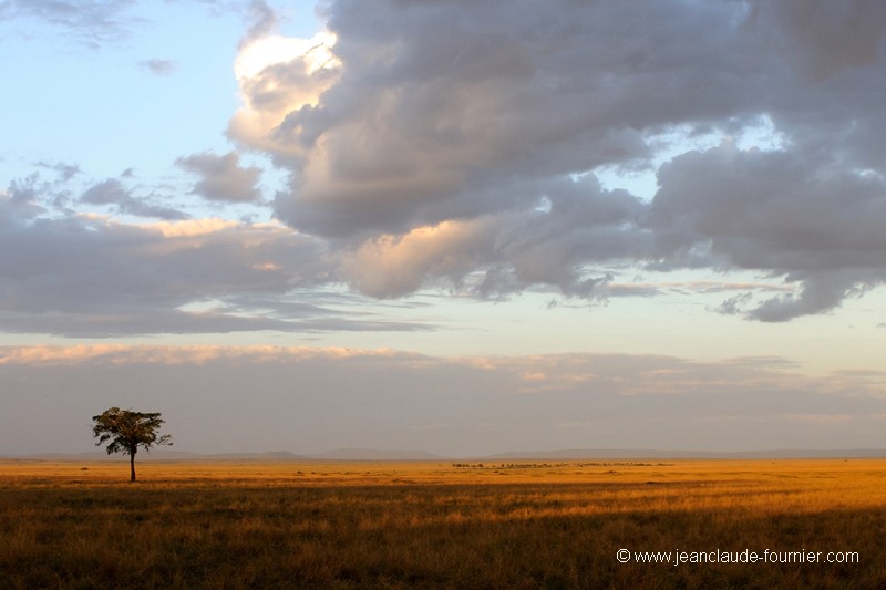 Plaine dorée du Masaï Mara