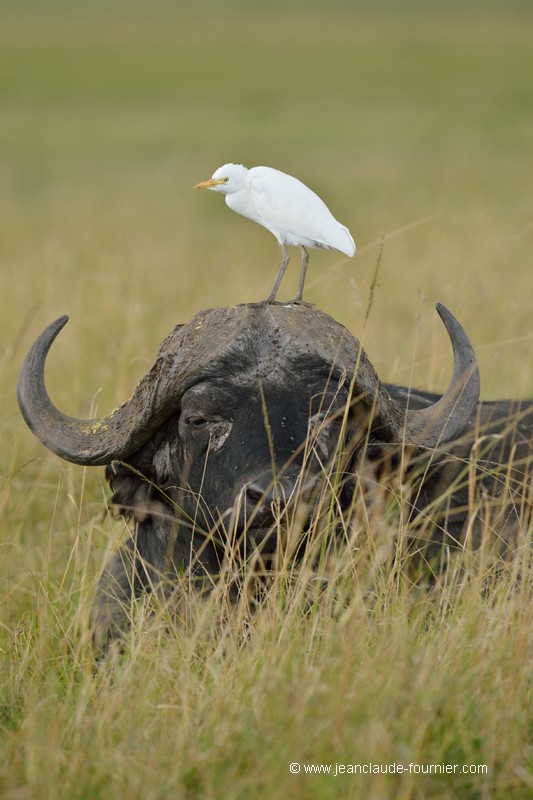 Le buffle et l'oiseau