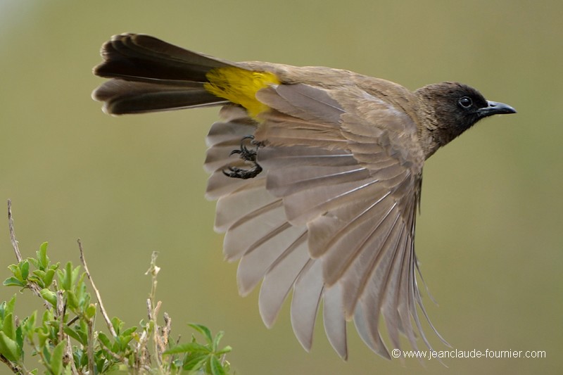 Bulbul des jardins
