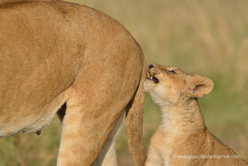 Stop maman !!!