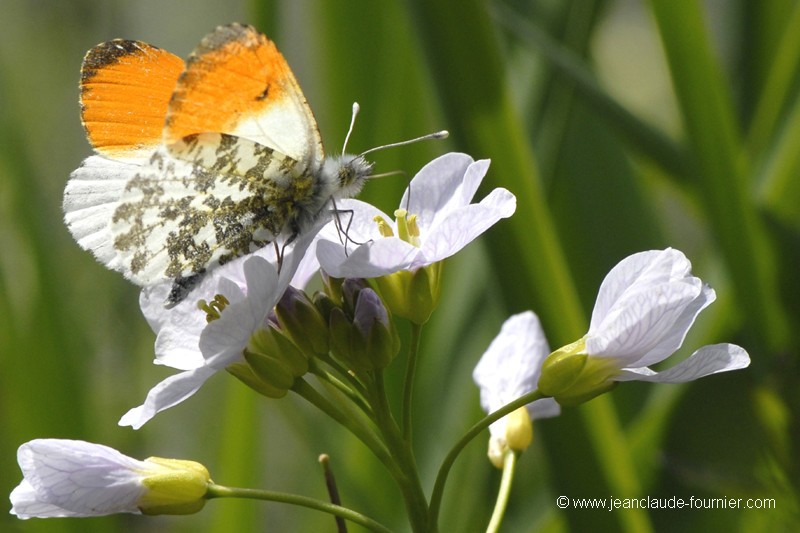 Fleur de papillon