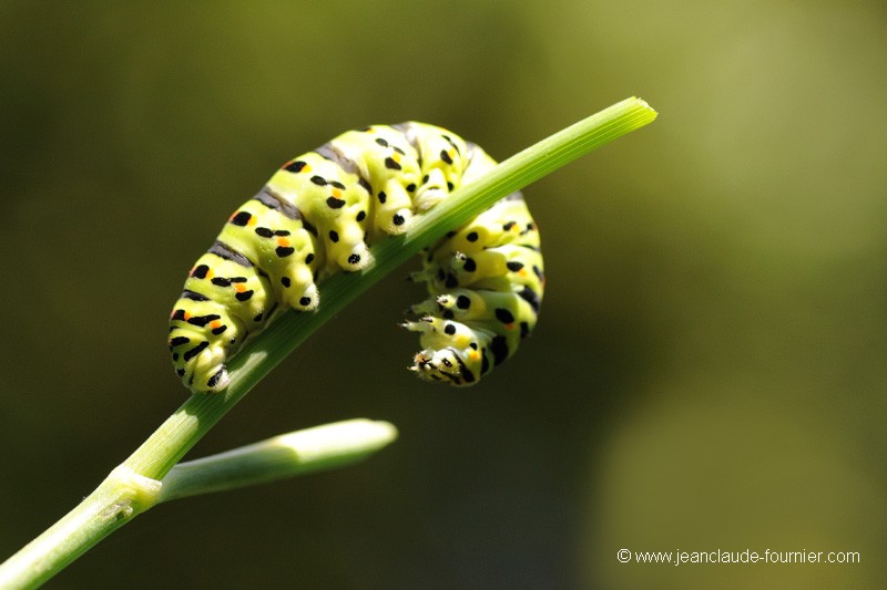 Chenille Machaon