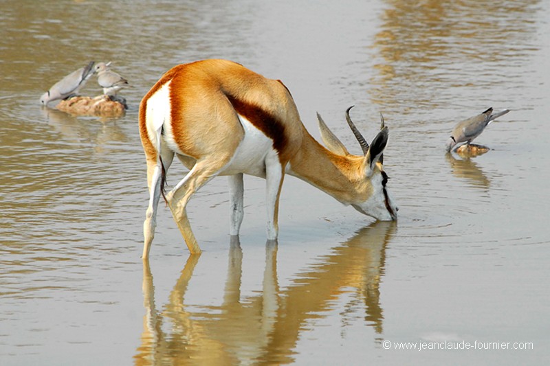 Springbok et Touterelles