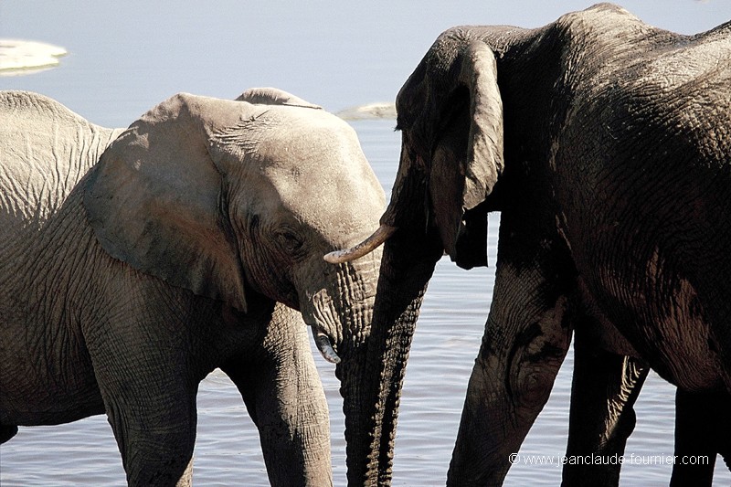 Joute jeunes éléphants