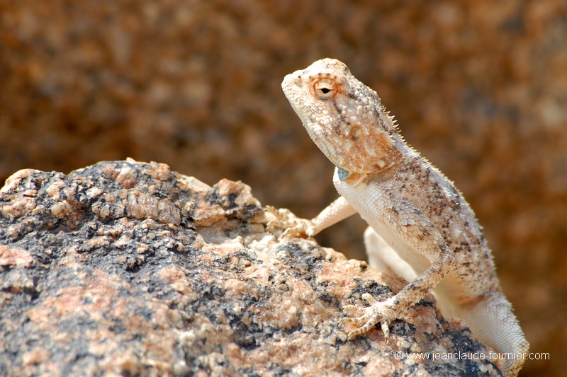 Lézard des dunes